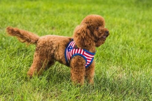 小玩具泰迪犬的体态特征