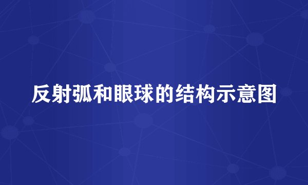 反射弧和眼球的结构示意图