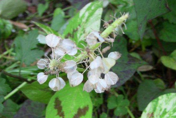 奇妙的植物有哪些,什么特点