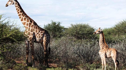 全球最矮长颈鹿，患有侏儒症，它与普通长颈鹿有何不同？