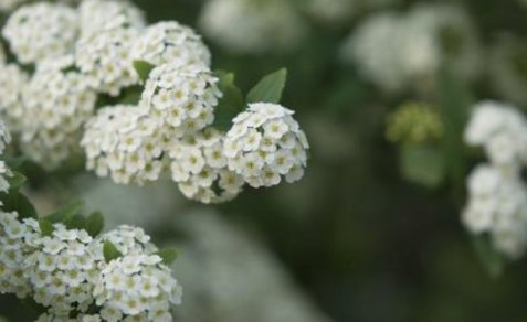 石楠花的味道是什么梗?