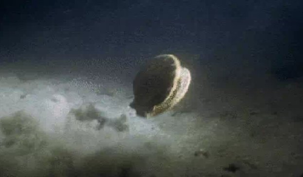 獐子岛扇贝跑路事件，都经历了哪些一波三折？