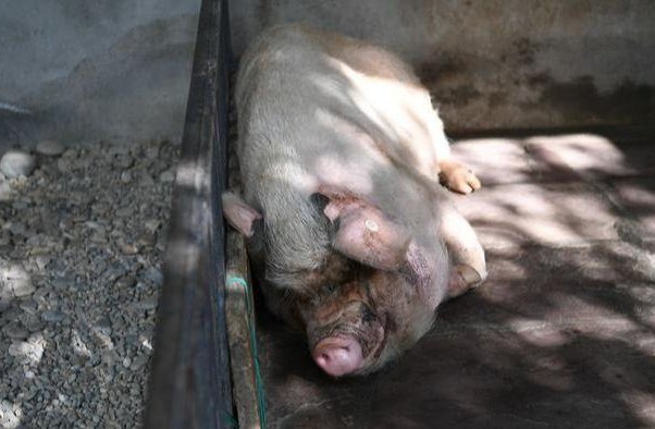 14岁的猪坚强已瘦骨嶙峋,它的出现给我们带来了什么?