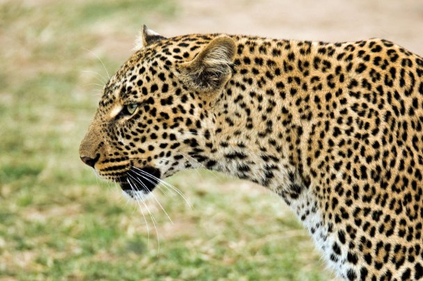 西藏幼童失踪后，离奇现身陡峭山顶，这名幼童为何会出现在山顶？