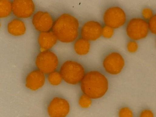 舍利子究竟是什么？