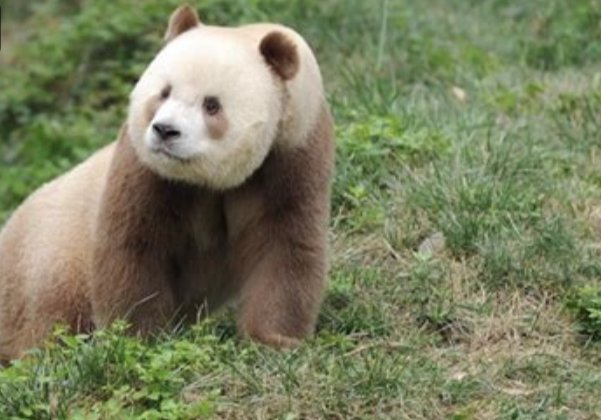 秦岭第10次发现野生棕色大熊猫,棕色大熊猫是如何形成的?