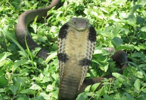 数百条眼镜蛇逃出，蛇是如何逃跑的？