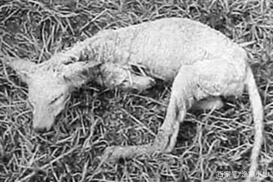 世界存在神秘生物但是官方不承认,真有实际证据吗?