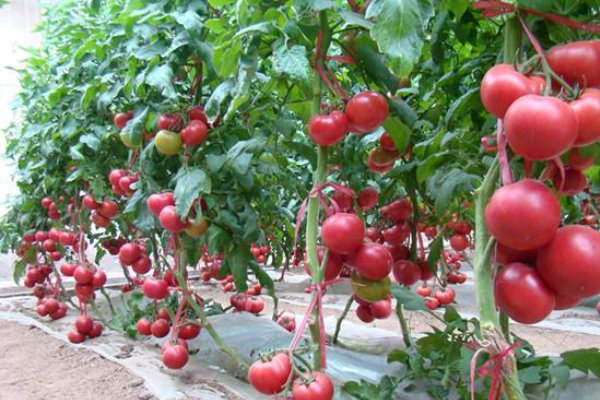 西红柿怎样育苗