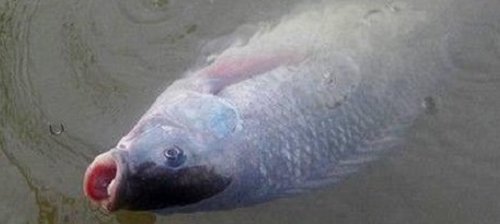 如何钓罗非，很精辟，希望对钓非的人有用