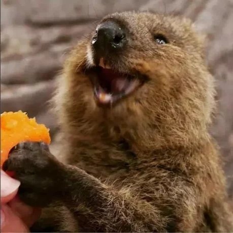 短尾矮袋鼠把树叶吃出薯片的感觉,短尾袋鼠为何不能碰?