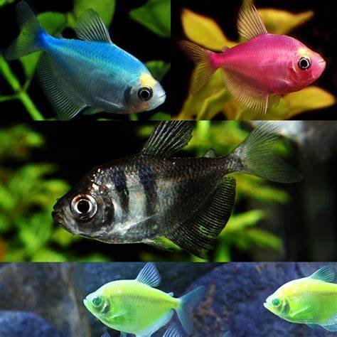 这些是什么鱼啊？～～