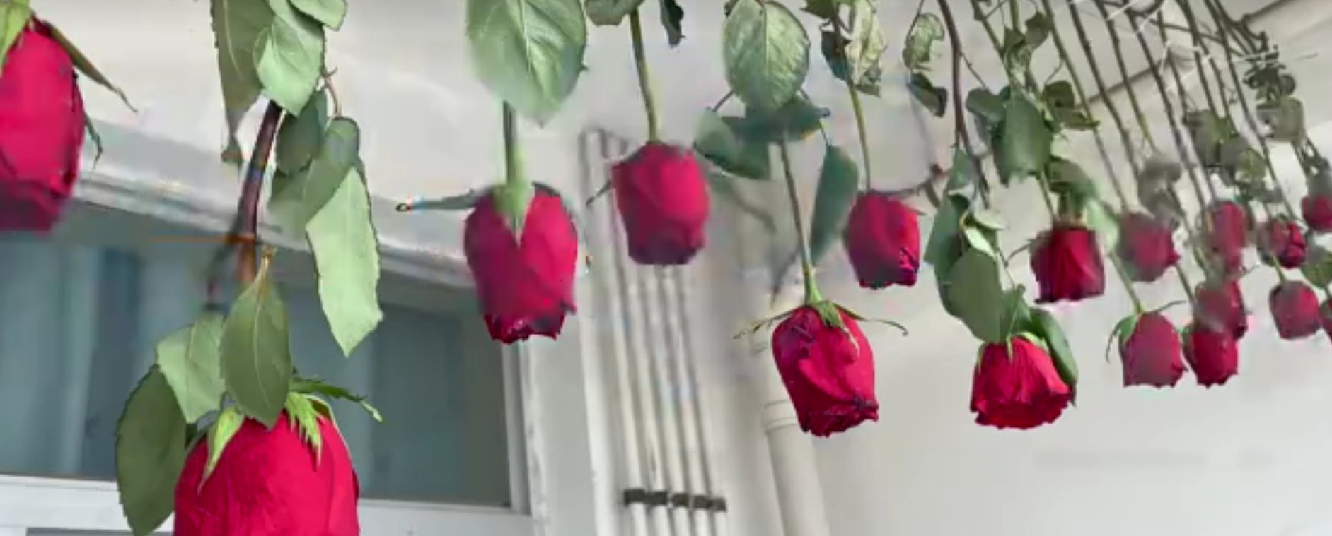 订婚收到99多玫瑰,女孩父亲为保存串起来晾晒,这样的父爱你羡慕吗?