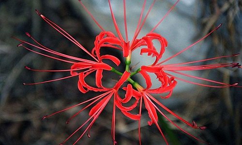 急求各种花的花语（越全越好）