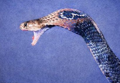 数百条眼镜蛇逃出，蛇是如何逃跑的？