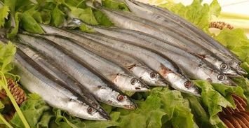 黄河鱽鱼现身黄河口，这标志着什么？