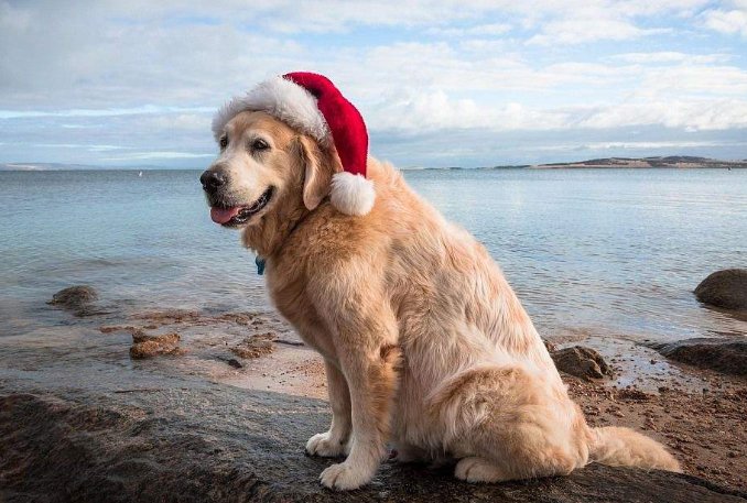 金毛掉毛厉害吗??