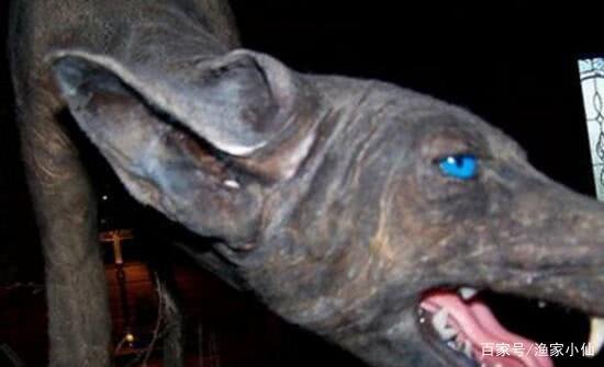 世界存在神秘生物但是官方不承认,真有实际证据吗?