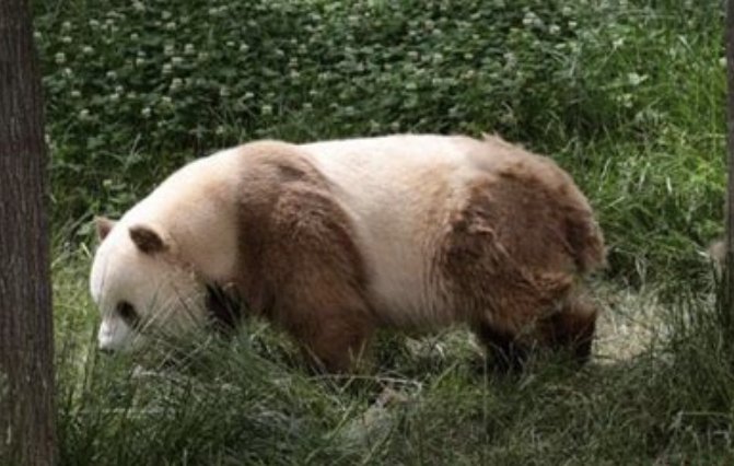 秦岭第10次发现野生棕色大熊猫,棕色大熊猫是如何形成的?