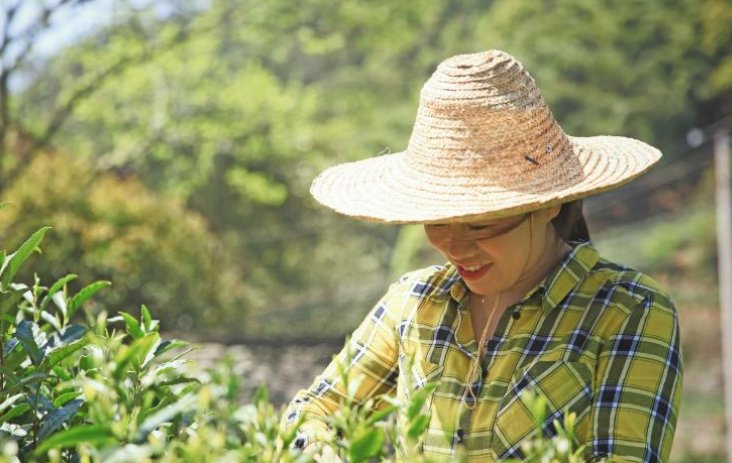 全县高考第一女生辞职回乡当茶农为村里增收,如何评价她的行为?