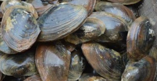 钓蚌是什么意思