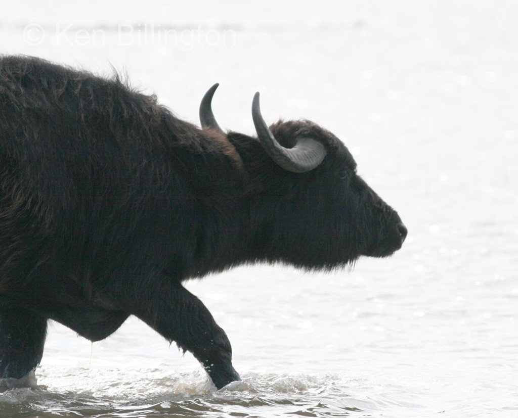 学名是bubalus bubalis,具体是什么材质