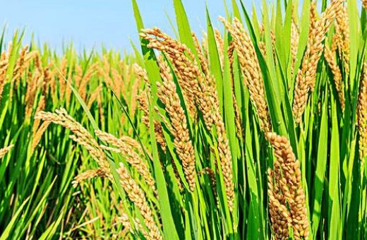 世界多国面临粮食危机，究竟是什么原因造成的？