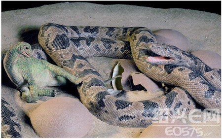 古杯蛇的古杯蛇体态和食物