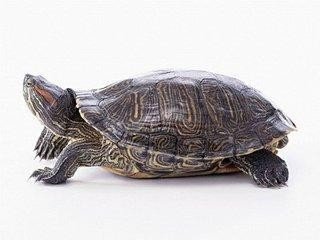 怎么养乌龟?