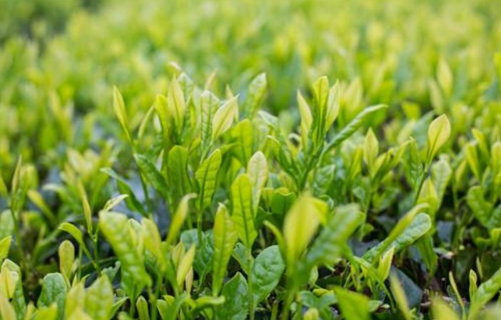 全县高考第一女生辞职回乡当茶农为村里增收,如何评价她的行为?