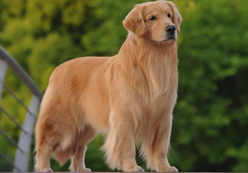 启东一只金毛狗暴走100公里回家，金毛狗的智商高吗？