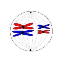 什么是同源染色体？