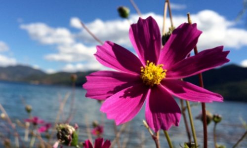 《对一朵花微笑 》主要讲了什么