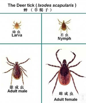 草蜱子的生活习性