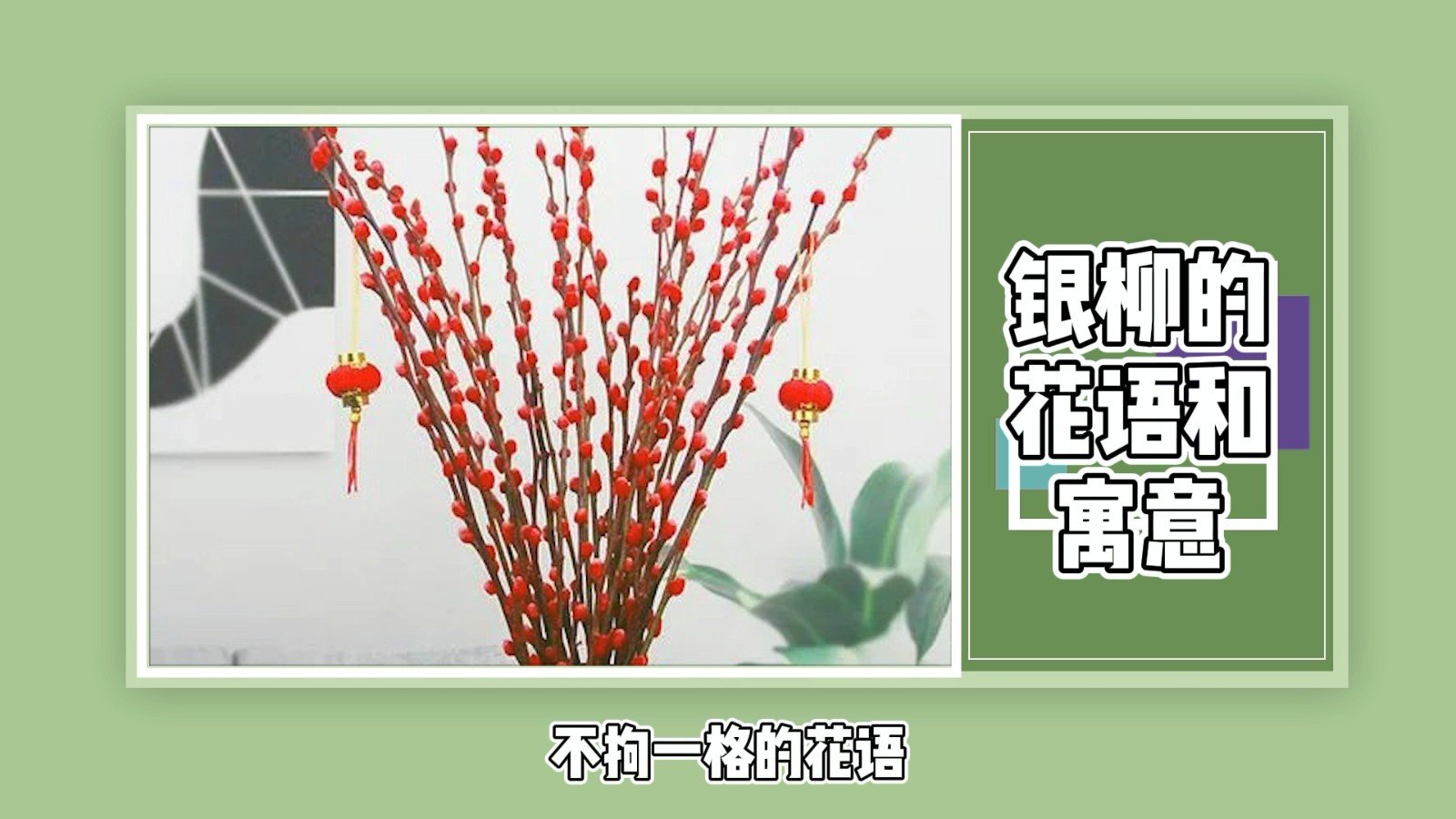 银柳的花语和寓意？