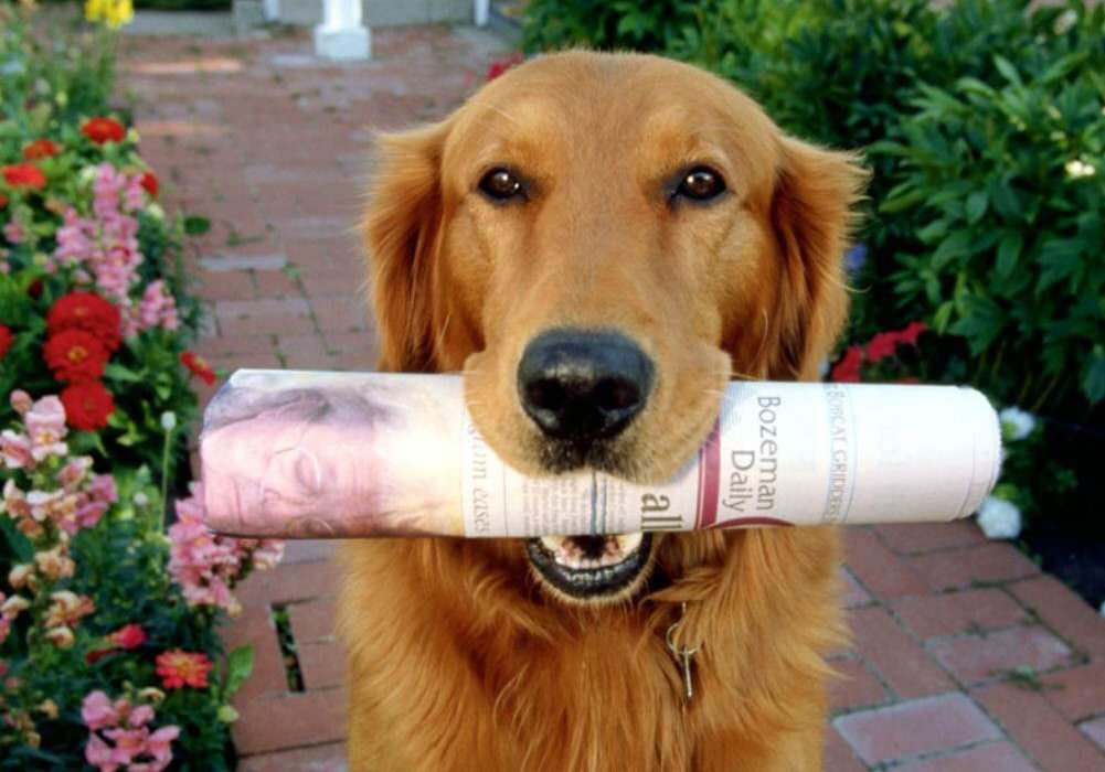 启东一只金毛狗暴走100公里回家，金毛狗的智商高吗？