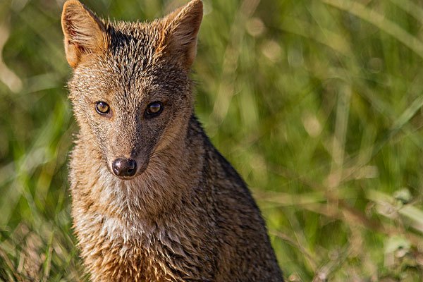 《山海经》中的九尾狐是怎样的？真的是被人类捕猎灭绝的？
