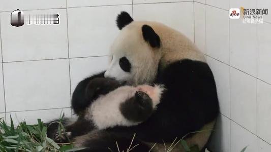 韩国艺人违规接触熊猫幼崽，你觉得她们该不该受处罚？