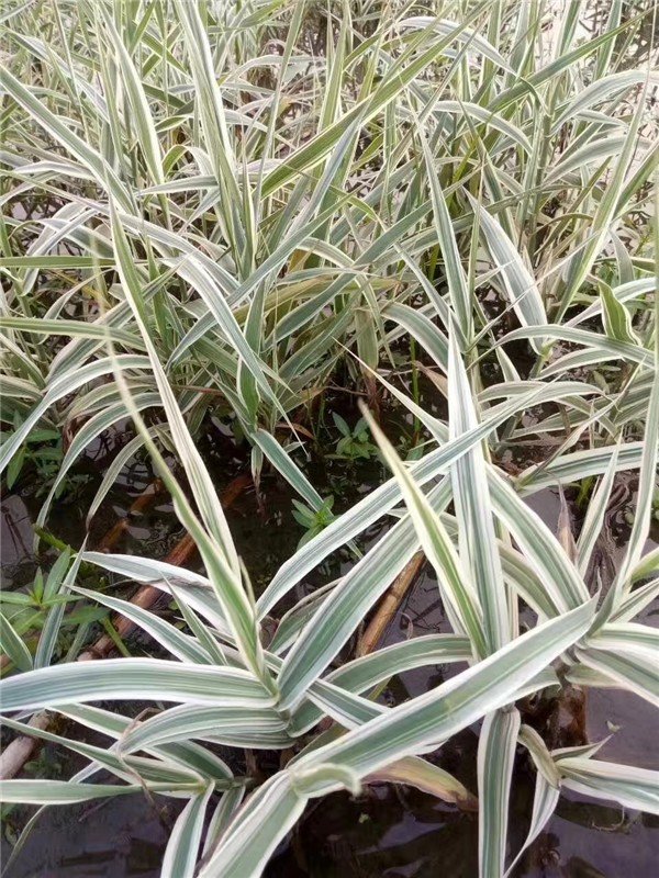 花叶芦竹的生长习性