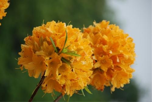 羊踯躅是什么？