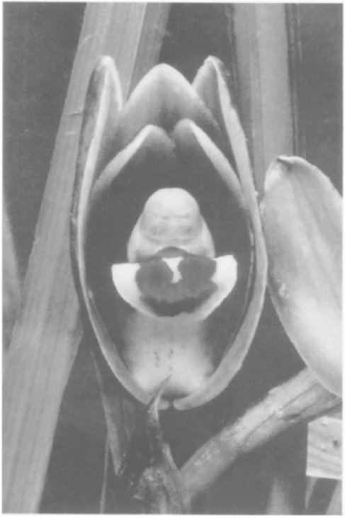 佛兰与佛教有关系吗？