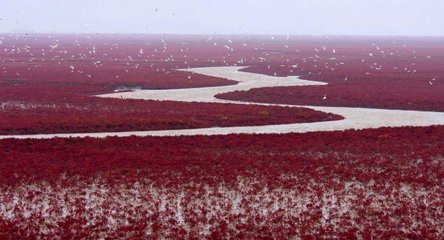 红海在什么地方？