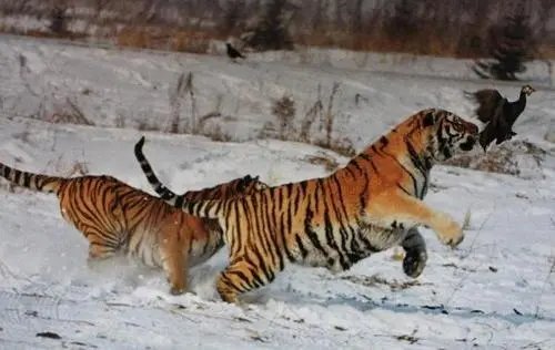 进村东北虎已送至饲养繁育中心，为什么不能让它回归自然？