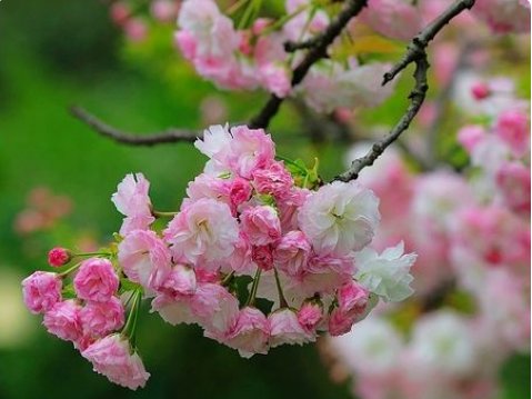 诸事顺遂下一句接什么好？