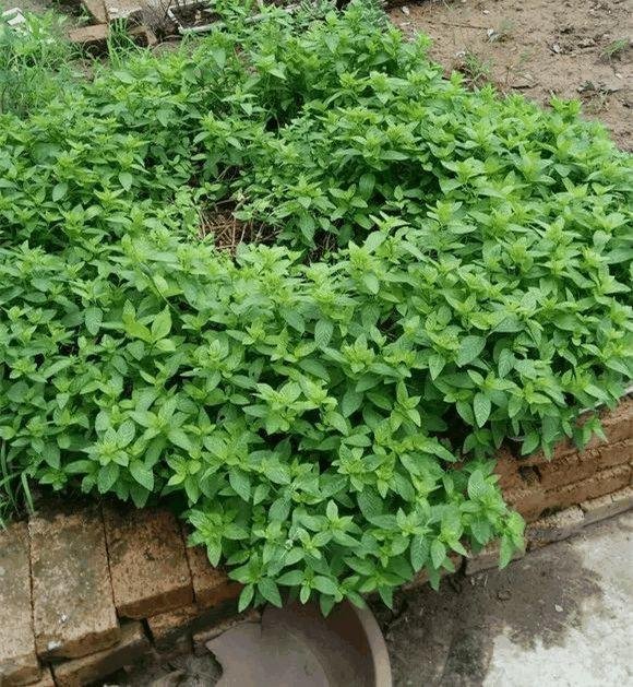 怎样种植留兰香