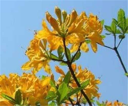 羊踯躅是什么？