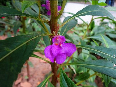 凤仙花都有哪些品种{要有图片}