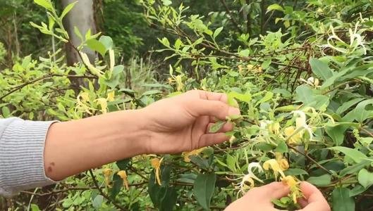 野生金银花苗长什么样