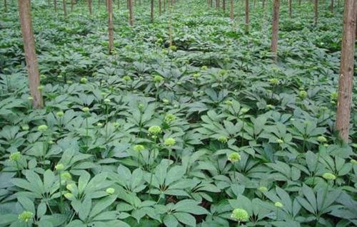 李时珍为何称三七为“金不换”