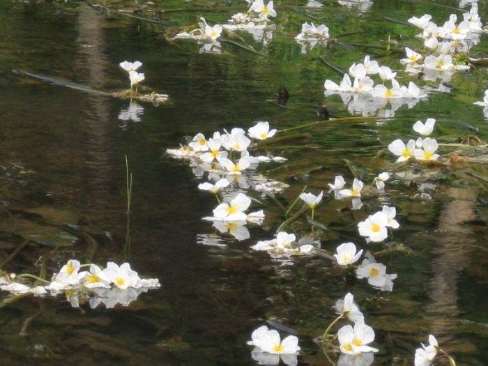 落花有意随流水,流水无情恋落花。这句话的含义?